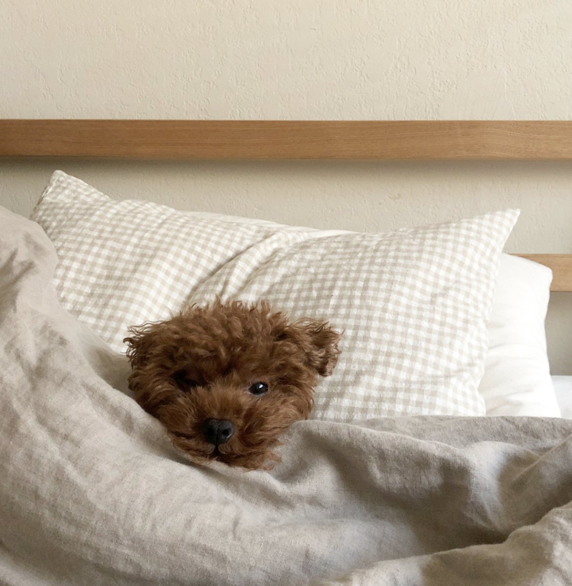 BROKE BUT GLOWY : 10 trucs beauté complètement gratuits car Noël t'a coûté cher! - Beauties Lab