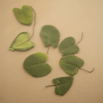 Niacinamide Heartleaf Calming Serum - Hyeja Skincare - Beauties Lab