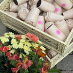 Beauties Cup - Beauties Lab - Beauties Lab